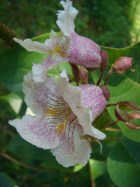 Catalpa fargesii (2)